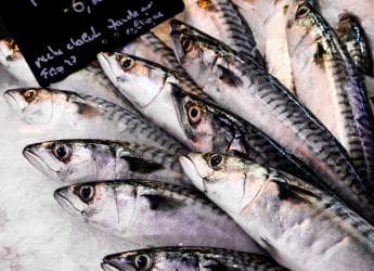 Fresh At Heart by The Fish Club