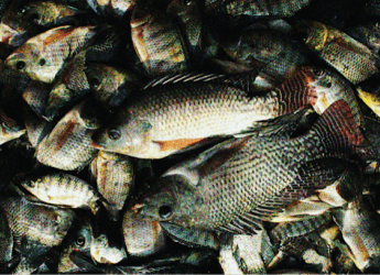 Darul Ehsan City Farm Sdn Bhd