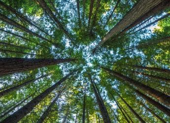 M&H Global Plantation