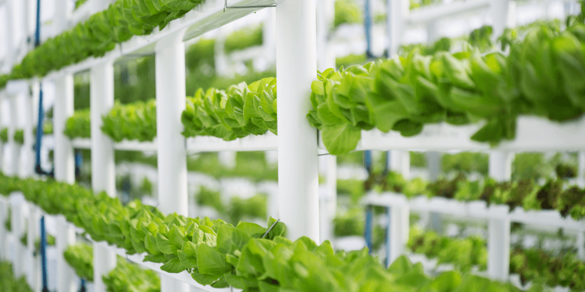 Remodern Green Agro